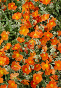 Helianthemum  'Henfield Brilliant'