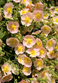 Helianthemum x 'Peach'