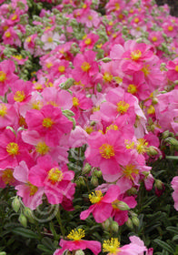 Helianthemum 'Raspberry Ripple'