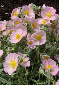 Helianthemum 'Wisley Pink'