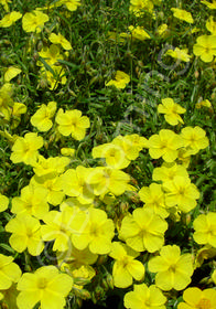 Helianthemum 'Wisley Primrose'