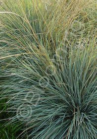 Helictotrichon sempervirens 