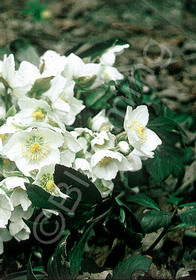 Helleborus niger