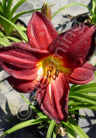 Hemerocallis 'American Revolution'