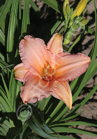 Hemerocallis 'Pink Embers'