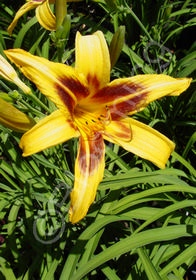 Hemerocallis 'Bonanza'