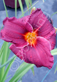 Hemerocallis 'Cape Cod'