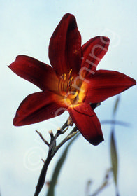 Hemerocallis 'Garnet'