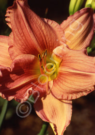 Hemerocallis 'Hot Toddy'