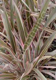 Phormium 'Candy Stripe'