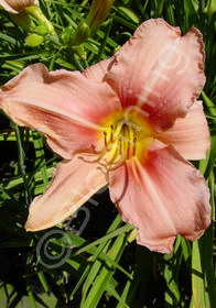 Hemerocallis 'Pink Dolle'