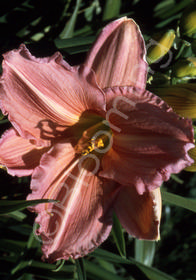 Hemerocallis 'Hall's Pink'                        