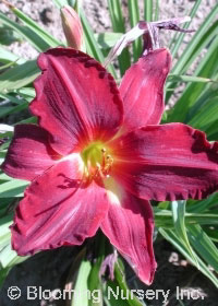 Hemerocallis 'Roaring 20's'