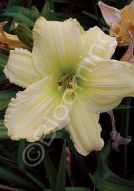 Hemerocallis 'Irish Beauty'