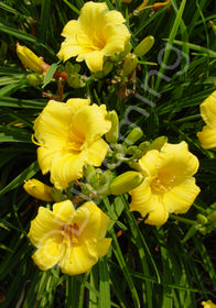 Hemerocallis 'Stella d'Oro'