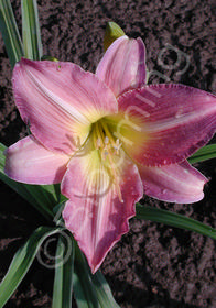 Hemerocallis 'See Here'