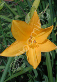 Hemerocallis 'Tarda'