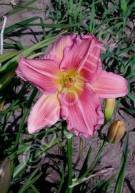 Hemerocallis 'School Girl'