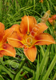 Hemerocallis fulva 'Tawny'