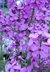 Hesperis matronalis 