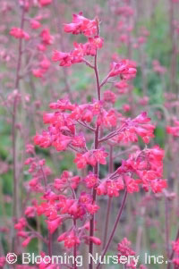 Heuchera sanguinea 'Chatterbox'                   