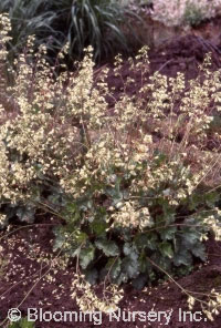 Heuchera x brizoides 'Chartreuse'                 