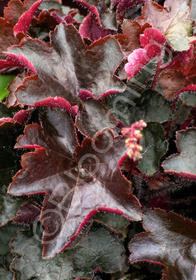 Heuchera micrantha 'Palace Purple'