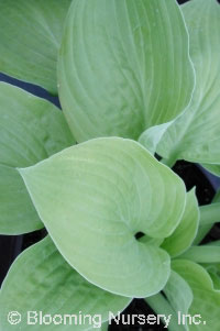 Hosta 'August Moon'