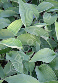 Hosta  'Blue Heart'