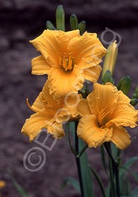 Hemerocallis 'Song Sparrow'