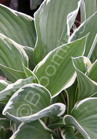 Hosta fortunei 'Francee'