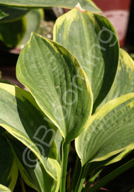 Hosta sieboldiana 'Frances Williams'