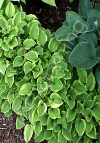 Hosta 'Golden Tiara'