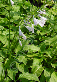 Hosta 'Honeybells'