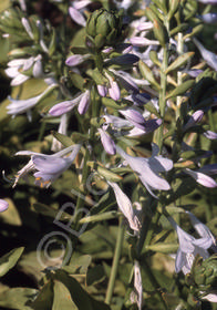 Hosta 'Royal Standard'