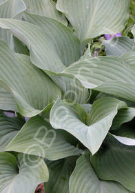 Hosta  'Krossa Regal'