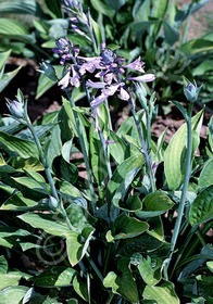 Hosta fortunei 'Hyacinthina'