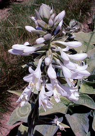 Hosta sieboldiana