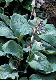 Hosta sieboldiana 'Blue Giant'