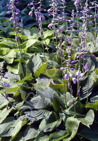 Hosta ventricosa