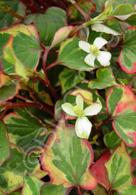 Houttuynia cordata 'Chameleon'