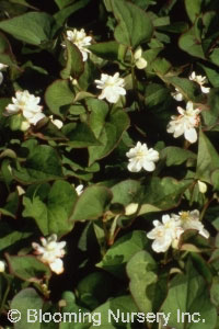 Houttuynia cordata 'Flore Pleno'