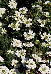 Iberis sempervirens 'Kingwood Compact'