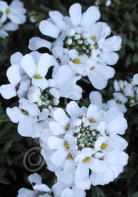 Iberis sempervirens 'Purity'