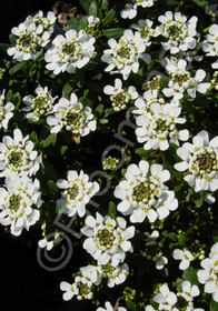 Iberis sempervirens 'Snowflake'