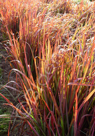 Imperata cylindrica 'Red Baron'