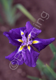 Iris ensata 'Royal Banner'