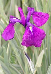 Iris ensata 'Variegata'