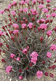 Armeria maritima 'Rubrifolia'