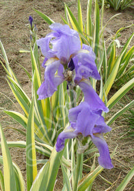 Iris pallida 'Variegata'